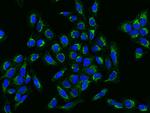 DIXDC1 Antibody in Immunocytochemistry (ICC/IF)