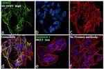 CRMP2 Antibody in Immunocytochemistry (ICC/IF)