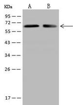 CRMP2 Antibody in Western Blot (WB)