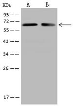 CRMP2 Antibody in Western Blot (WB)