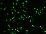 DR1 Antibody in Immunocytochemistry (ICC/IF)