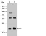 DR1 Antibody in Western Blot (WB)