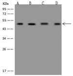 eIF4A3 Antibody in Western Blot (WB)