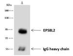 EPS8L2 Antibody in Immunoprecipitation (IP)