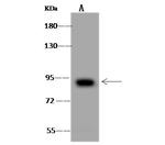 EPS8L2 Antibody in Western Blot (WB)