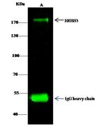 ErbB3 Antibody in Immunoprecipitation (IP)