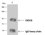 EXOC8 Antibody in Immunoprecipitation (IP)