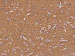 GAP43 Antibody in Immunohistochemistry (Paraffin) (IHC (P))