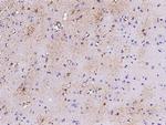 GFAP Antibody in Immunohistochemistry (Paraffin) (IHC (P))