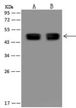 GFAP Antibody in Western Blot (WB)