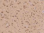 HCN1 Antibody in Immunohistochemistry (Paraffin) (IHC (P))