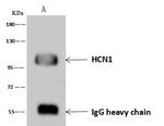 HCN1 Antibody in Immunoprecipitation (IP)