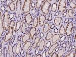 HIBCH Antibody in Immunohistochemistry (Paraffin) (IHC (P))