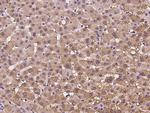 HIBCH Antibody in Immunohistochemistry (Paraffin) (IHC (P))