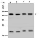 HMBS Antibody in Western Blot (WB)