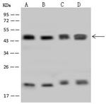 HMBS Antibody in Western Blot (WB)