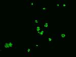 hnRNP C Antibody in Immunocytochemistry (ICC/IF)