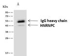 hnRNP C Antibody in Immunoprecipitation (IP)