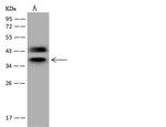 hnRNP C Antibody in Western Blot (WB)