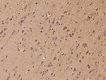 HSPA2 Antibody in Immunohistochemistry (Paraffin) (IHC (P))