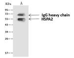 HSPA2 Antibody in Immunoprecipitation (IP)