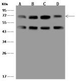 HSPA2 Antibody in Western Blot (WB)