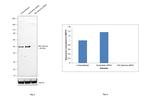 IKK gamma Antibody in Western Blot (WB)