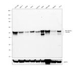 IKK gamma Antibody in Western Blot (WB)