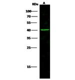 Cytokeratin 19 Antibody in Western Blot (WB)