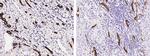 Cytokeratin 19 Antibody in Immunohistochemistry (Paraffin) (IHC (P))