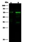 Cytokeratin 8 Antibody in Western Blot (WB)