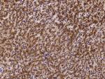 LAMP2 Antibody in Immunohistochemistry (Paraffin) (IHC (P))