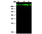 LAMP2 Antibody in Western Blot (WB)