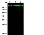 LAMP2 Antibody in Western Blot (WB)