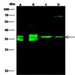 LDHA Antibody in Western Blot (WB)