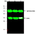 LDHA Antibody in Immunoprecipitation (IP)