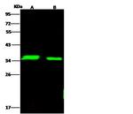 LDHA Antibody in Western Blot (WB)