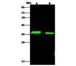 LDHA Antibody in Western Blot (WB)