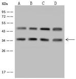 LZTFL1 Antibody in Western Blot (WB)