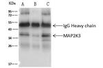 MEK3 Antibody in Immunoprecipitation (IP)