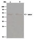 MBD4 Antibody in Immunoprecipitation (IP)