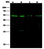 MBD4 Antibody in Western Blot (WB)