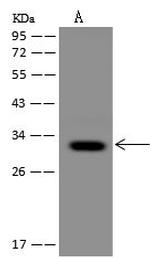 MCU Antibody in Western Blot (WB)