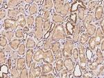 MFN2 Antibody in Immunohistochemistry (Paraffin) (IHC (P))