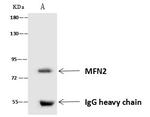 MFN2 Antibody in Immunoprecipitation (IP)