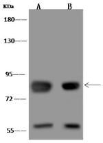 MFN2 Antibody in Western Blot (WB)