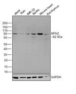 MFN2 Antibody in Western Blot (WB)