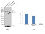 MFN2 Antibody in Western Blot (WB)