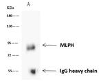 MLPH Antibody in Immunoprecipitation (IP)