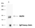 MLPH Antibody in Immunoprecipitation (IP)